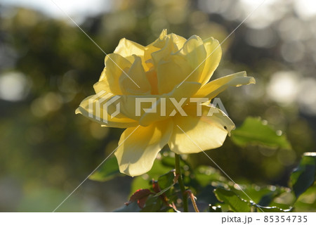 空に向かって美しく咲いている黄色いバラのクローズアップ 85354735