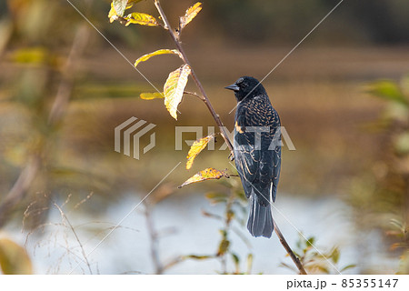 Black bird sitting on a branch with yellow leaves 85355147
