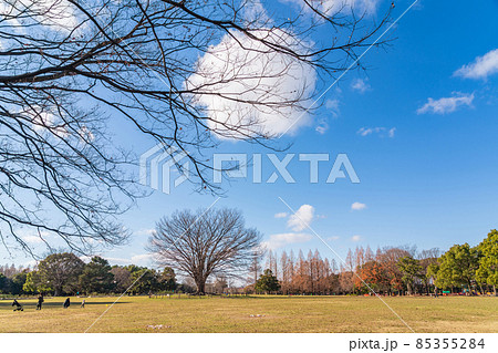 冬の庄内緑地公園〈愛知県名古屋市〉 85355284