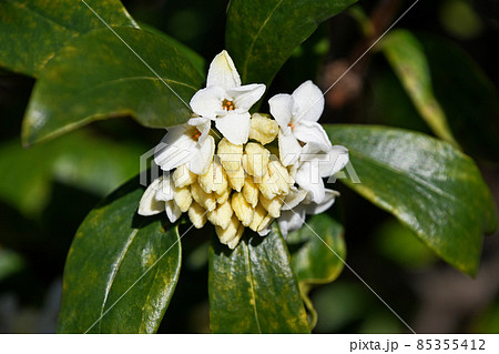 シロバナジンチョウゲ(白花沈丁花) シロバナジンチョウゲ(白花沈丁花) 85355412