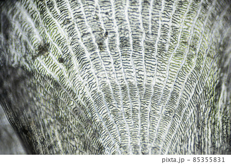 Natural marine fish scale under a microscope, fish scale close up 85355831