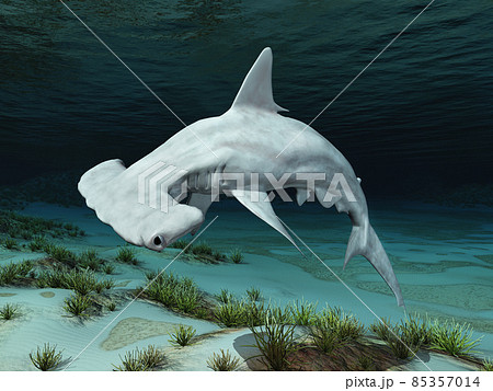 Hammerhead shark in an underwater landscape 85357014