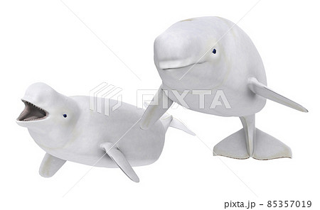 Two Beluga whales isolated on white background Two Beluga whales isolated on white background 85357019