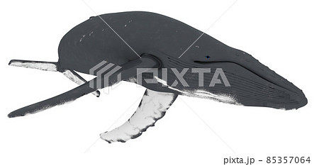 Humpback whale isolated on white background 85357064