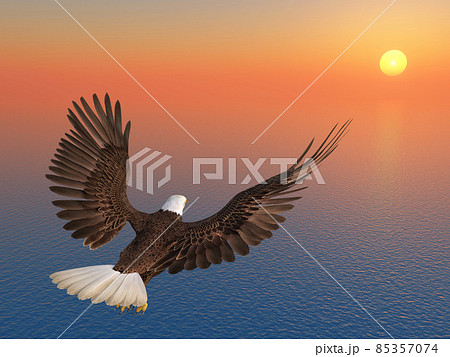 Sea eagle at sunset 85357074