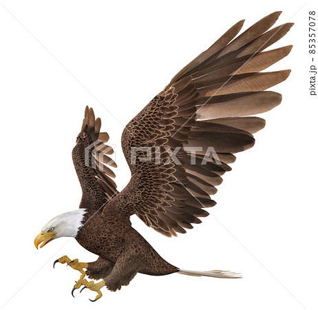 Sea eagle isolated on white background 85357078