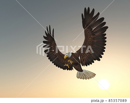 Sea eagle at sunset Sea eagle at sunset 85357089