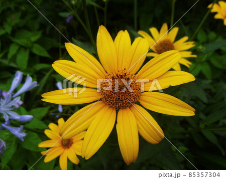 ヒマワリに似たアフリカキンセンカの花の写真素材