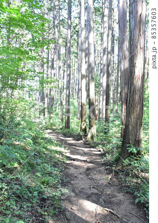 宮城県仙台市の天然記念物青葉山にある青葉の森緑地です 宮城県仙台市の天然記念物青葉山にある青葉の森緑地です 85357603