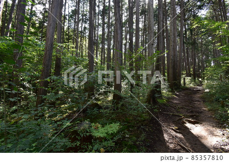 宮城県仙台市の天然記念物青葉山にある青葉の森緑地です 宮城県仙台市の天然記念物青葉山にある青葉の森緑地です 85357810