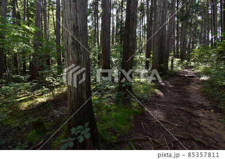宮城県仙台市の天然記念物青葉山にある青葉の森緑地です 宮城県仙台市の天然記念物青葉山にある青葉の森緑地です 85357811