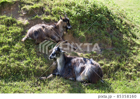 Two goats in a pasture 85358160