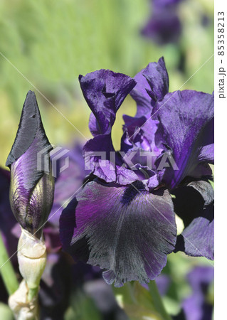 Tall bearded iris Swazi Princess 85358213