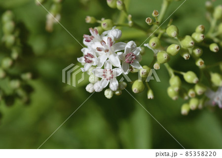 European dwarf elder 85358220