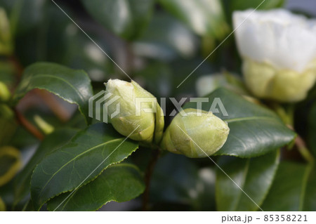 Camellia Brushfields Yellow 85358221