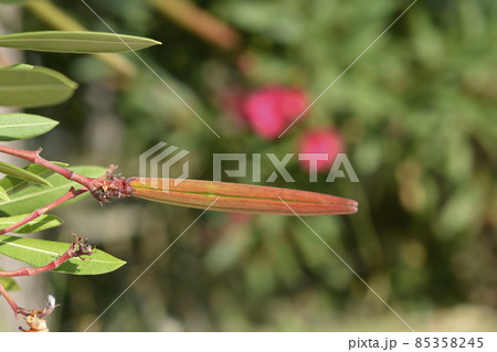 Common oleander Common oleander 85358245