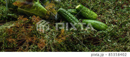 Lightly salted pickled cucumbers in a jar on fresh green thyme background decorated with dill. Seasonal harvesting of vegetables concept 85358402