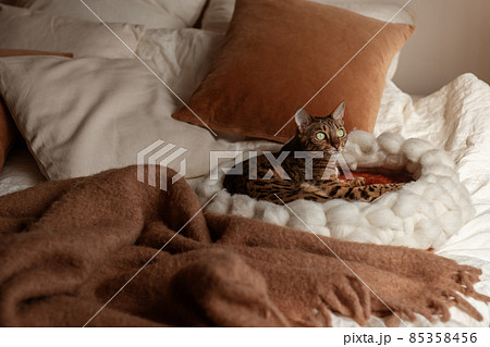 Bengal cat resting in merino wool round pet lounge in creamy and terracotta rust tones. 85358456