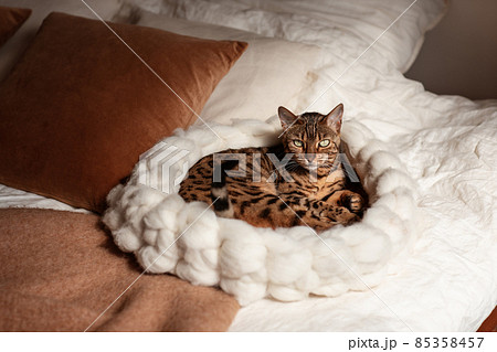 Bengal cat resting in merino wool round pet lounge in creamy and terracotta rust tones. Bengal cat resting in merino wool round pet lounge in creamy and terracotta rust tones. 85358457