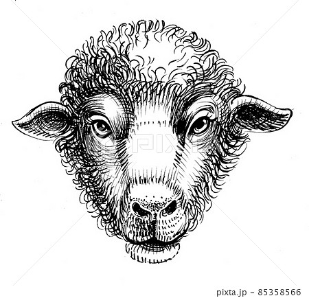 Sheep head. Ink black and white drawing Sheep head. Ink black and white drawing 85358566