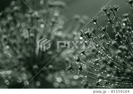 Floral abstract dark green background. Rain drops. Relaxing mood background 85359104