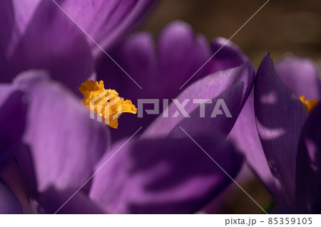 First spring purple crocus flowers. Butterfly pollinating on purple crocus flower closeup 85359105