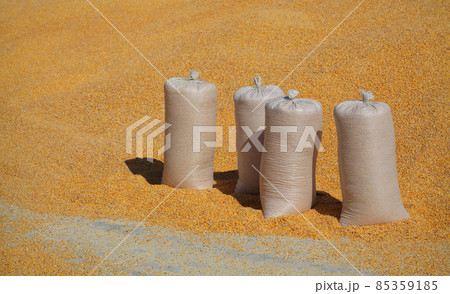 Heap of corn crop after harvest 85359185