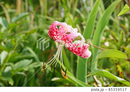 庭に咲く鹿の子百合の花 庭に咲く鹿の子百合の花 85359517