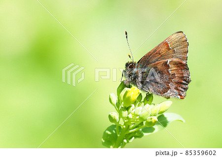 菜の花に止まるコツバメ 85359602