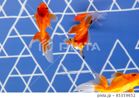 金魚 85359652