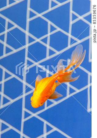金魚 金魚 85359676