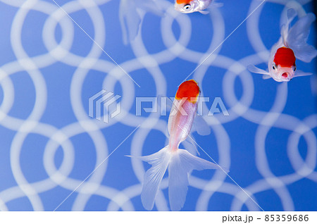 金魚 金魚 85359686