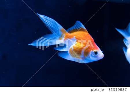 金魚 金魚 85359687