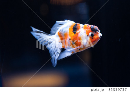金魚 金魚 85359737