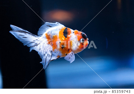 流麗　金魚 85359743