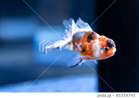 流麗　金魚 85359745