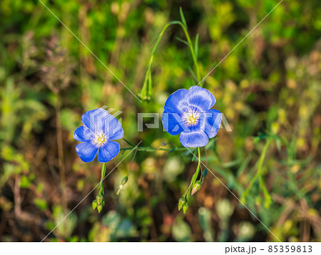 Flax flowers on a green lawn close-up. Flax flowers on a green lawn close-up. 85359813
