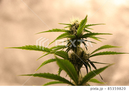 Close up of a cannabis marijuana plant in the flowering stage. 85359820