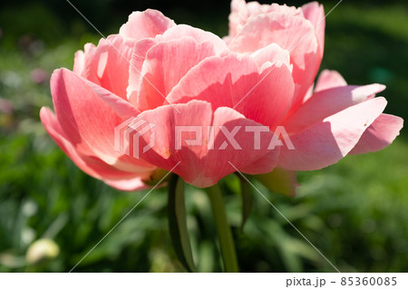 A single peony bud on blurred green leaves background at the sunny day, side view. Bright congratulation on the holiday. Flower bud. Pink peony shot at close range for poster, calendar, post A single peony bud on blurred green leaves background at the sunny day, side view. Bright congratulation on the holiday. Flower bud. Pink peony shot at close range for poster, calendar, post 85360085
