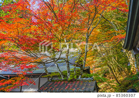 比叡山延暦寺 横川地区 四季講堂境内の紅葉 比叡山延暦寺 横川地区 四季講堂境内の紅葉 85360307