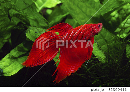 ベタ　闘魚　赤ベタ 85360411