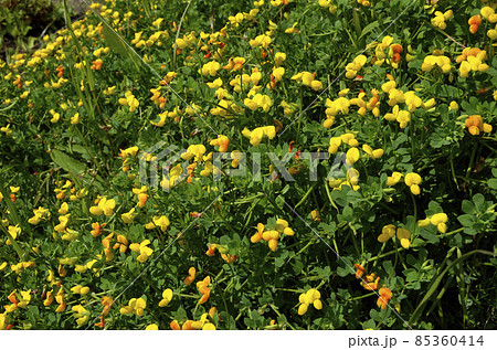 満開のミヤコグサ　ミヤコグサ 85360414