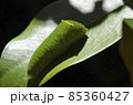 アオスジアゲハの幼虫　蝶の幼虫　アオスジアゲハ　幼虫 85360427