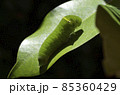 アオスジアゲハの幼虫　蝶の幼虫　アオスジアゲハ　幼虫 85360429