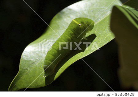 アオスジアゲハの幼虫　蝶の幼虫　アオスジアゲハ　幼虫 85360429