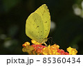 花の蜜を吸う蝶　キチョウ 85360434