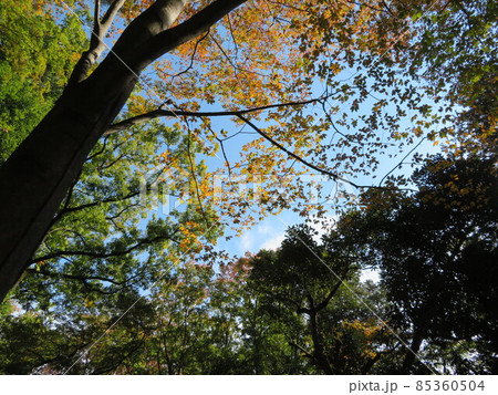 紅葉が始まった樹木 紅葉が始まった樹木 85360504