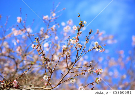 ジュウガツザクラの花 85360691