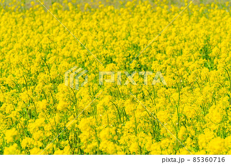 春の信州　菜の花畑と青空【長野県】 85360716
