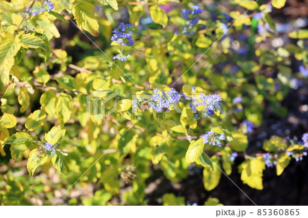 カリオプテリスの花 サマーソルベット カリオプテリスの花 サマーソルベット 85360865